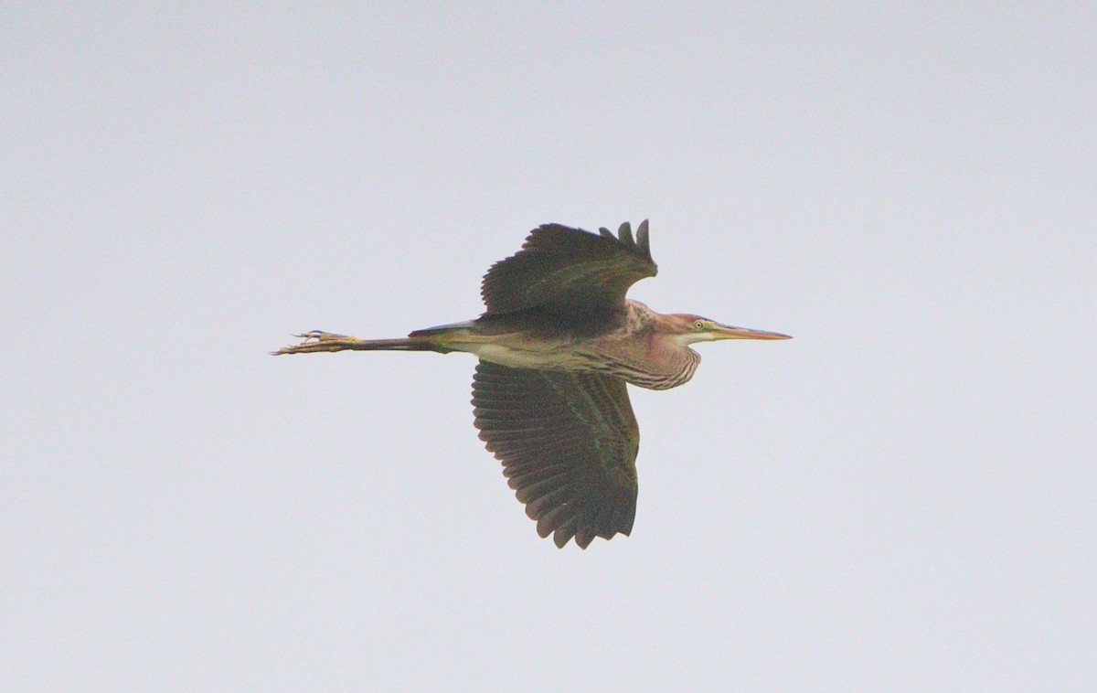 Зээрд дэглий - ML639801754