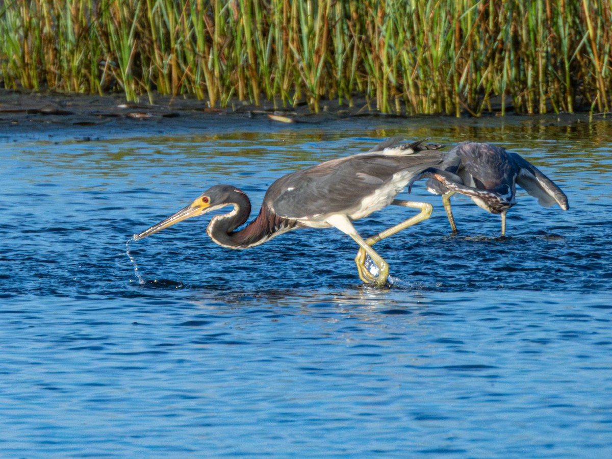 Tricolored Heron - ML639801768