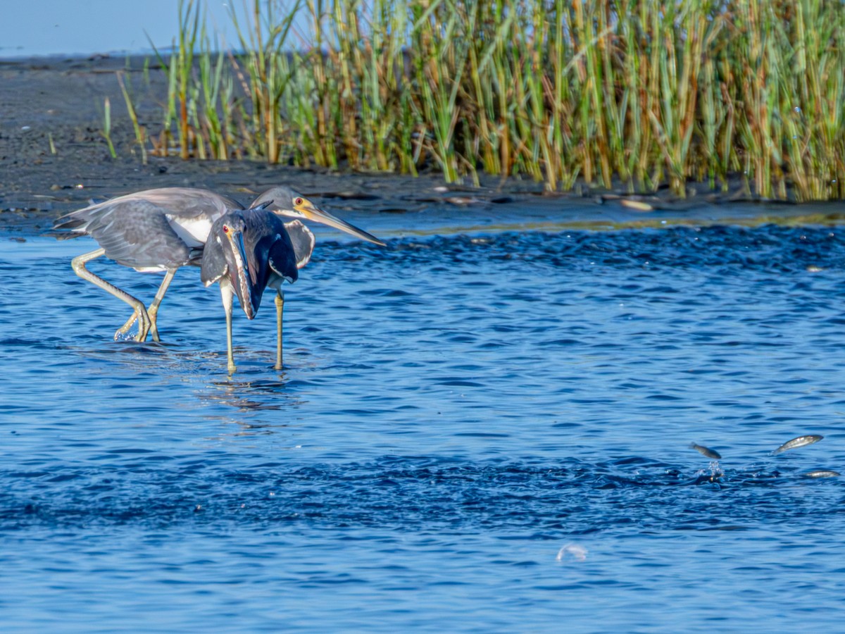 Tricolored Heron - ML639801769