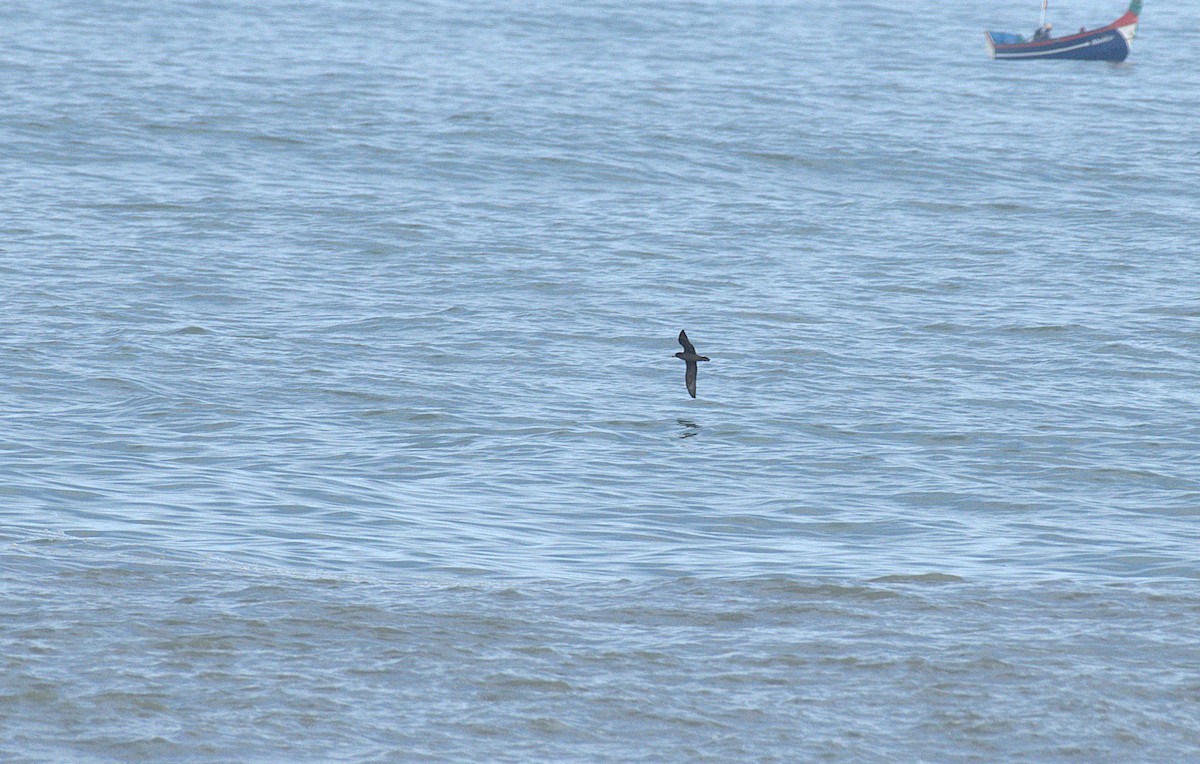 Flesh-footed Shearwater - ML639801952