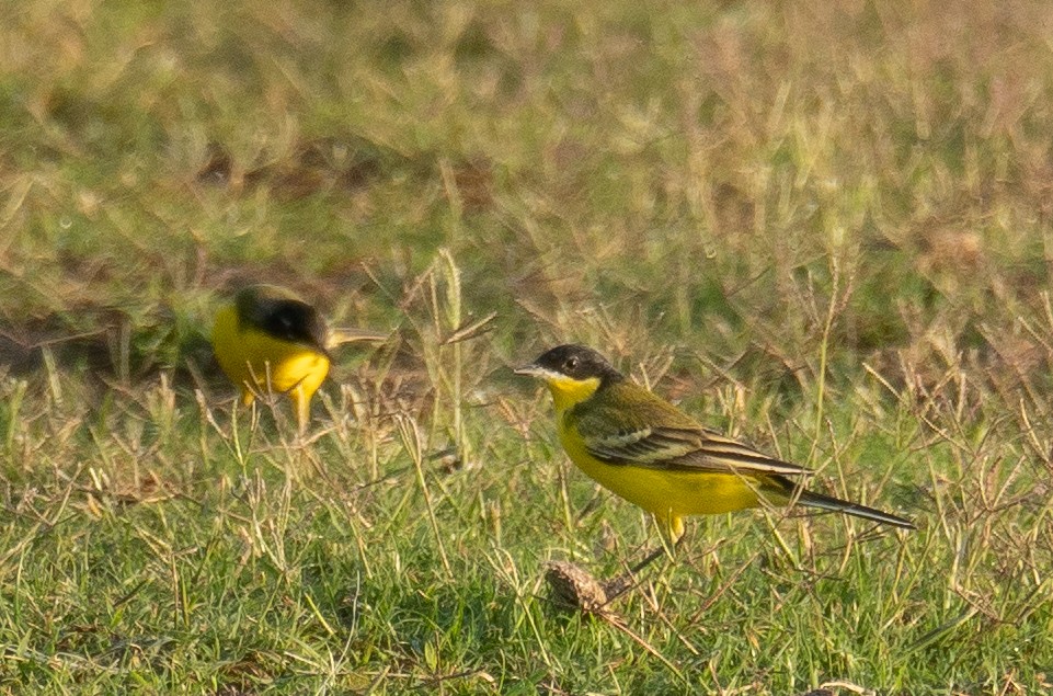 Western Yellow Wagtail (feldegg) - ML639801998