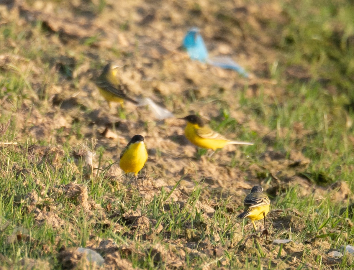 Western Yellow Wagtail (feldegg) - ML639801999