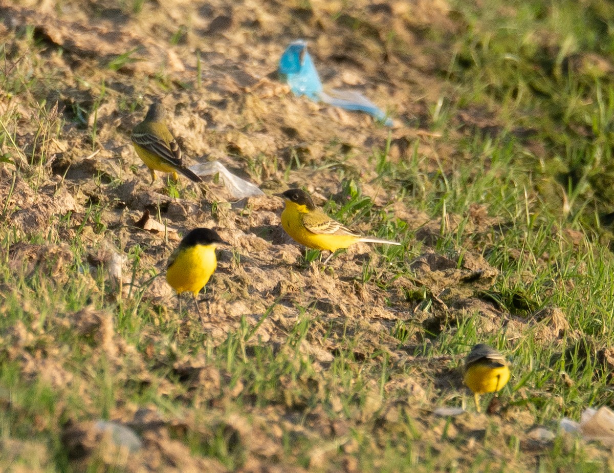 Western Yellow Wagtail (feldegg) - ML639802001