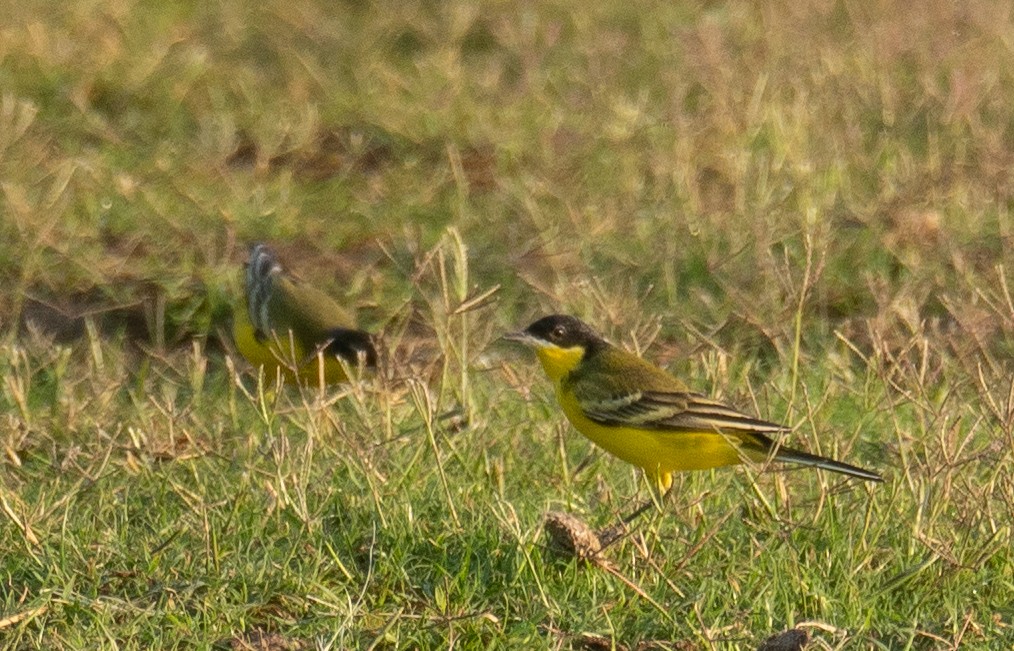 Western Yellow Wagtail (feldegg) - ML639802002