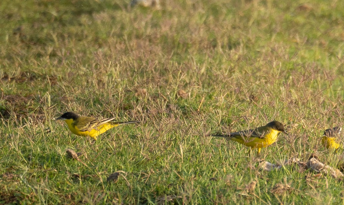 Western Yellow Wagtail (feldegg) - ML639802003