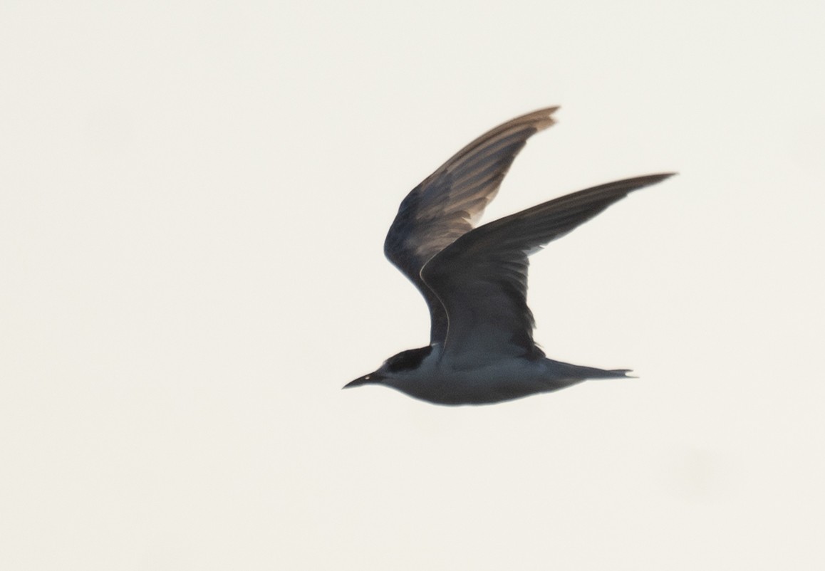 Whiskered Tern - ML639802020