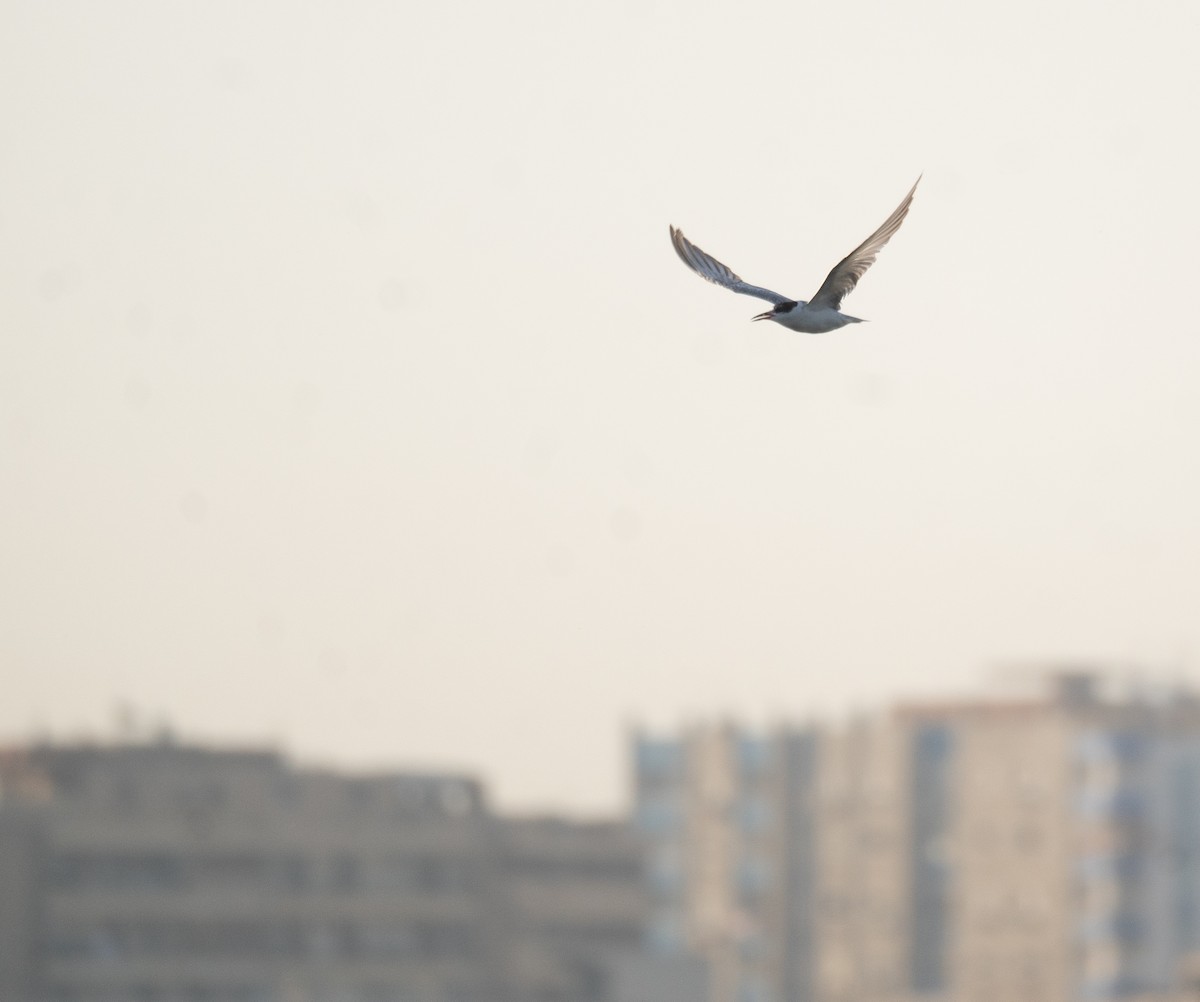 Whiskered Tern - ML639802021