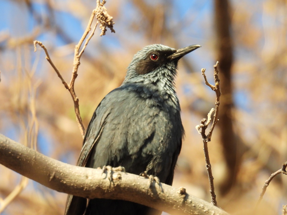 Blue Mockingbird - ML639802053