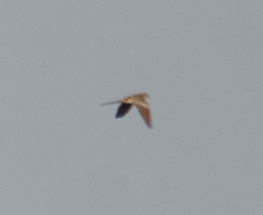 Namaqua Dove - ML639802112