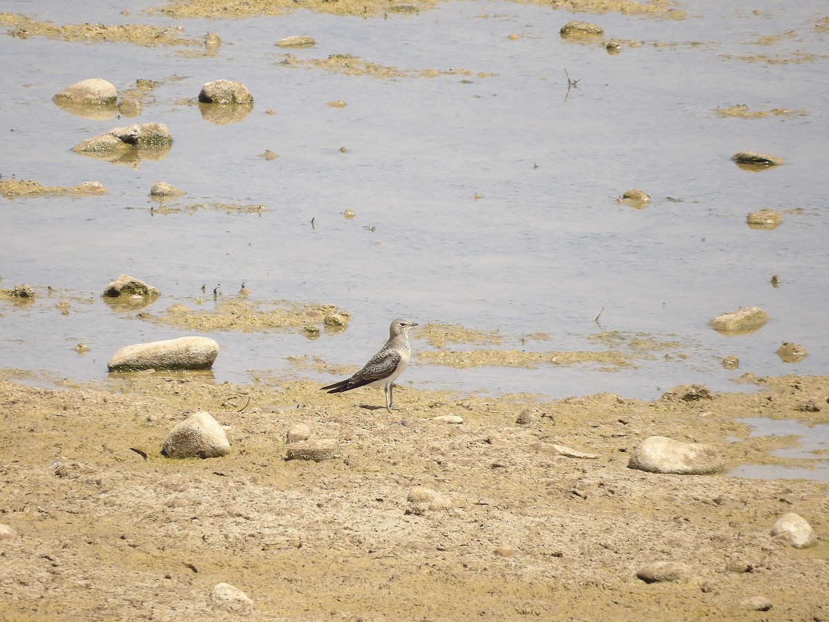 Collared Pratincole - ML639802115