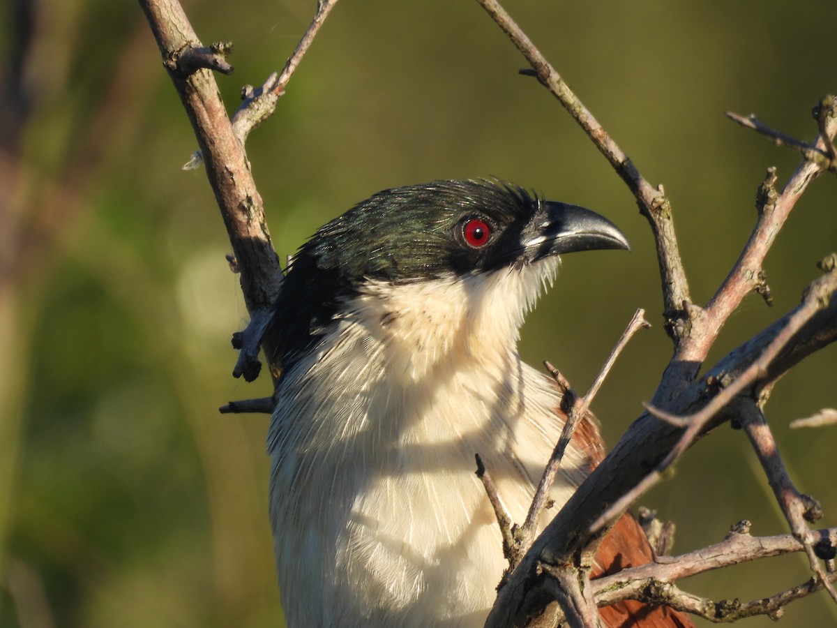 Burchell's Coucal - ML639802147