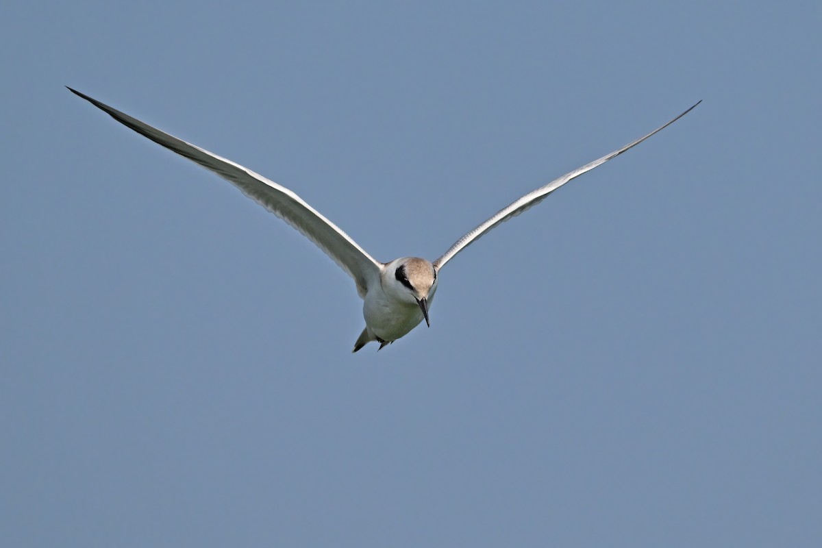 Forster's Tern - ML639802195