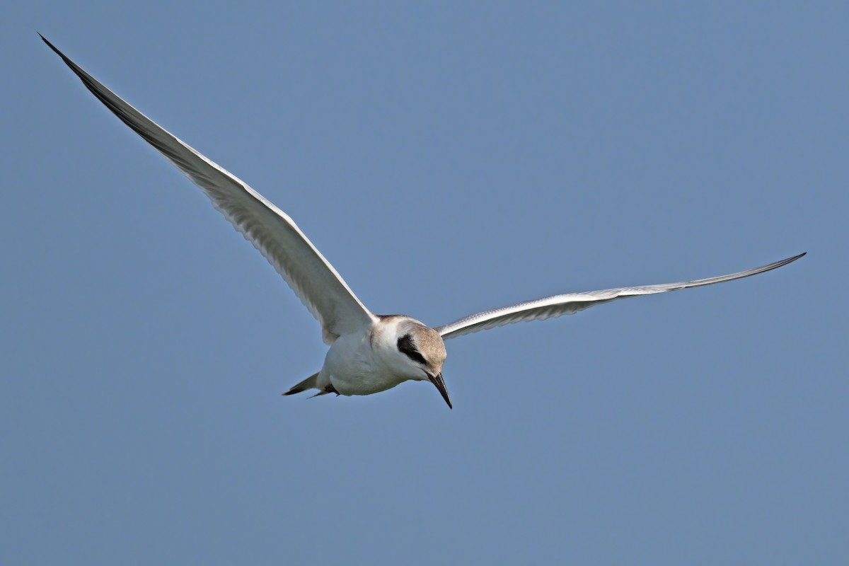 Forster's Tern - ML639802196
