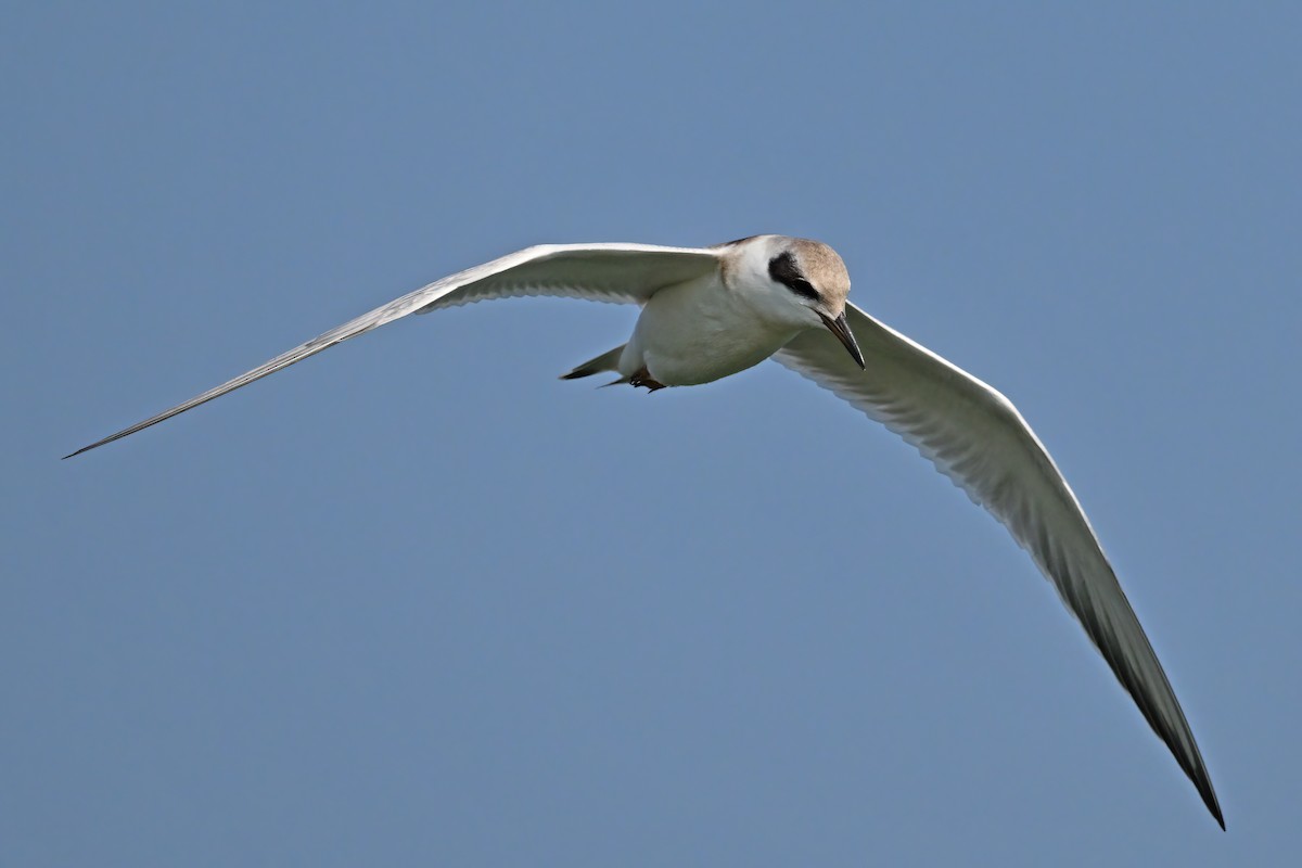 Forster's Tern - ML639802197