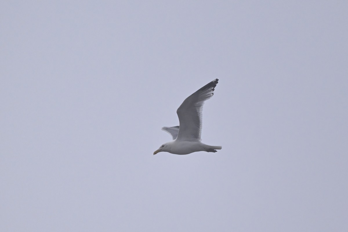 American Herring Gull - ML639802282