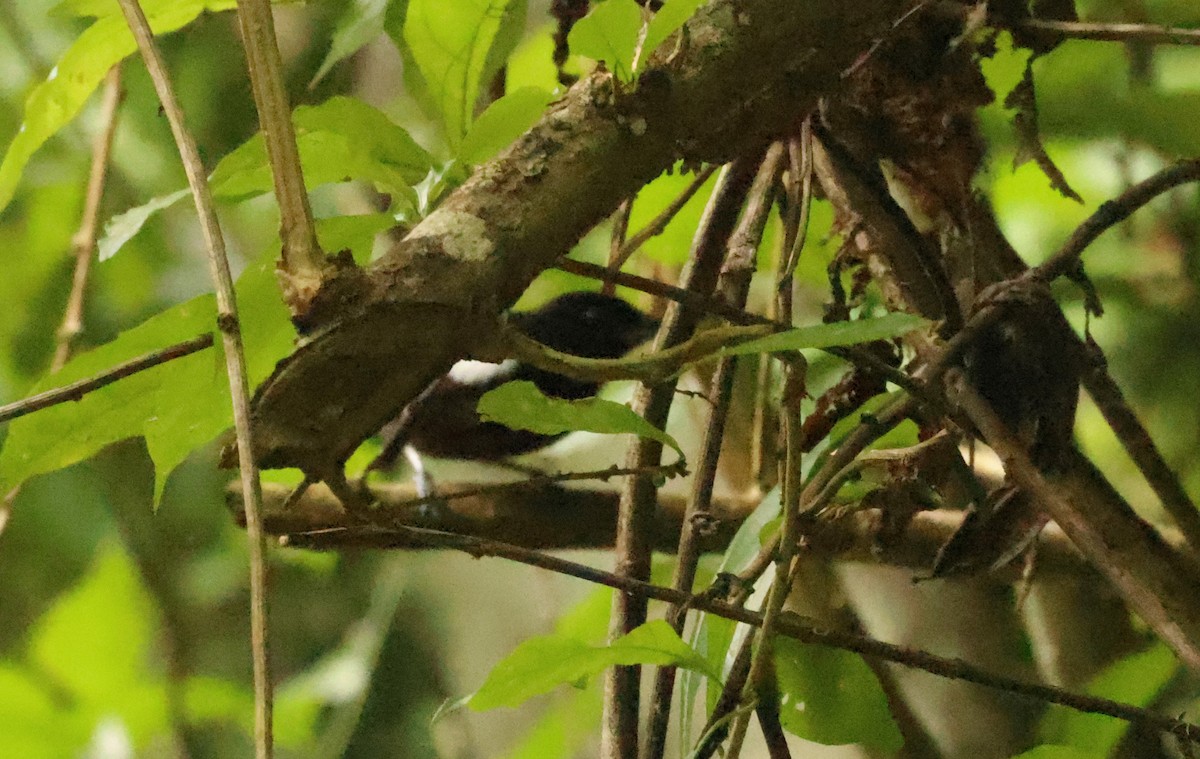 White-shouldered Tanager - ML639802286