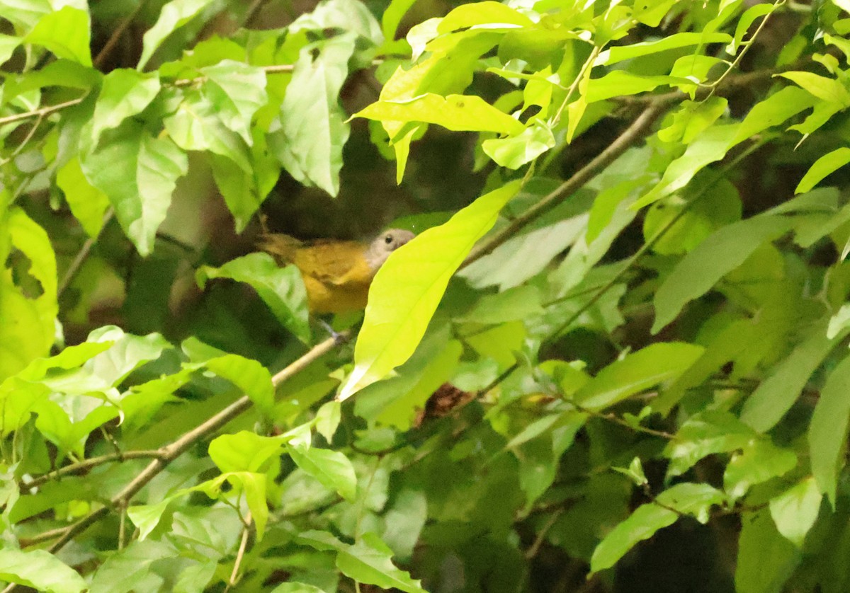 White-shouldered Tanager - ML639802287