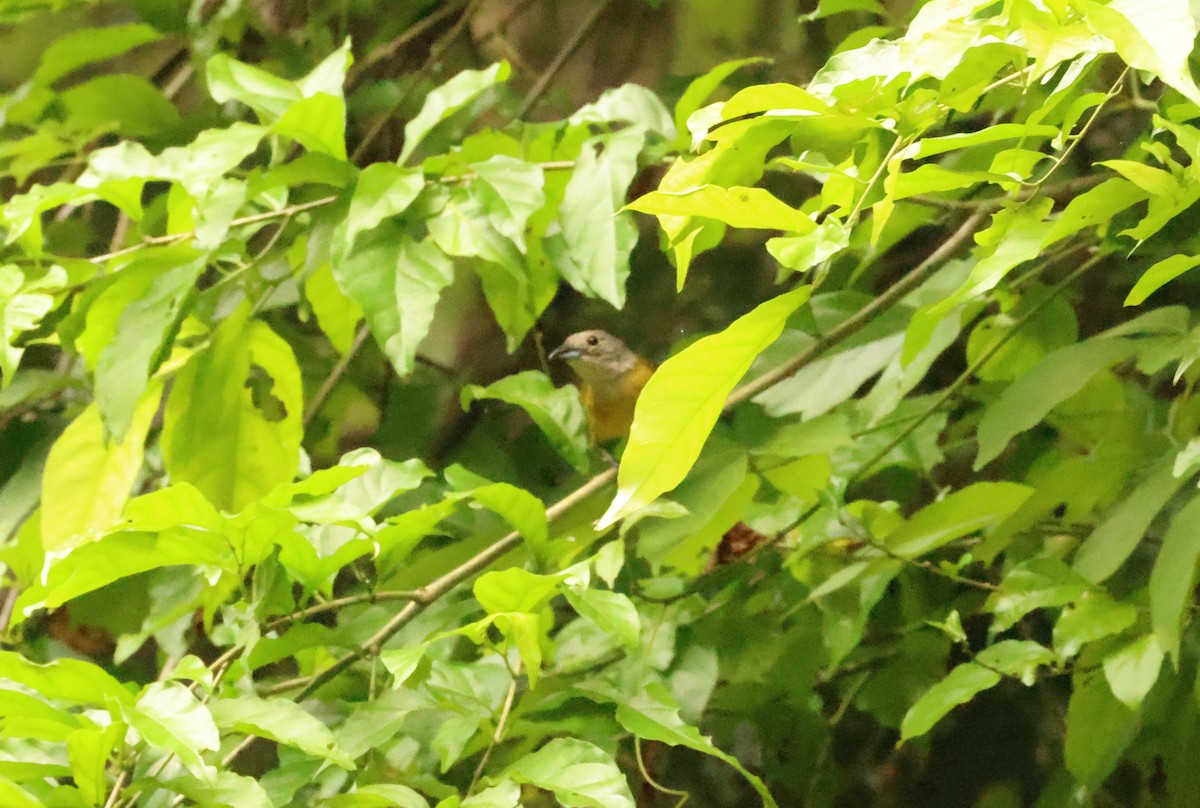 White-shouldered Tanager - ML639802288