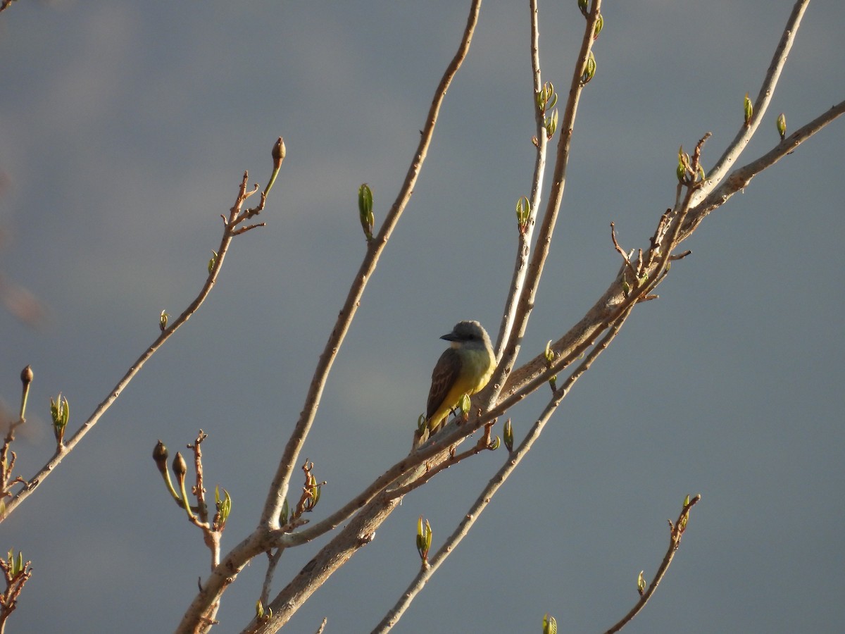 Tropical Kingbird - ML639802289