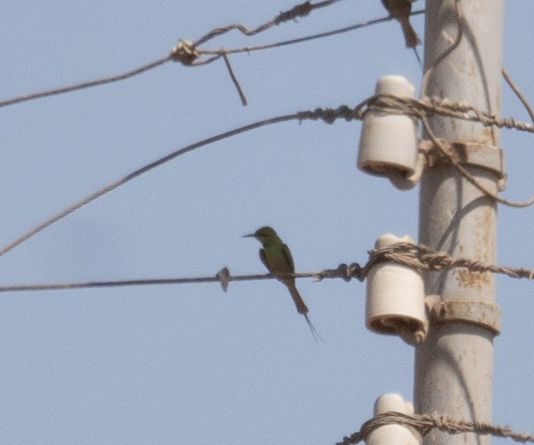African Green Bee-eater - ML639802290