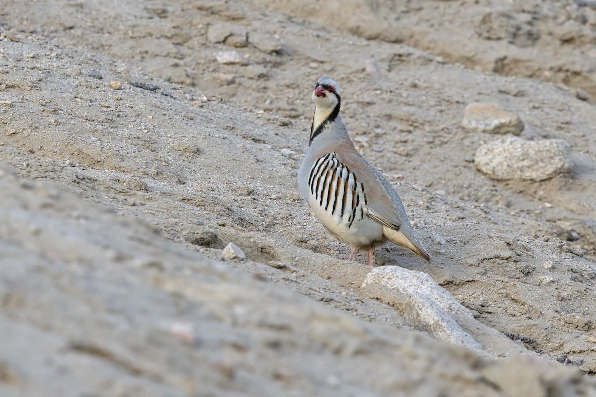Chukar - ML639802291