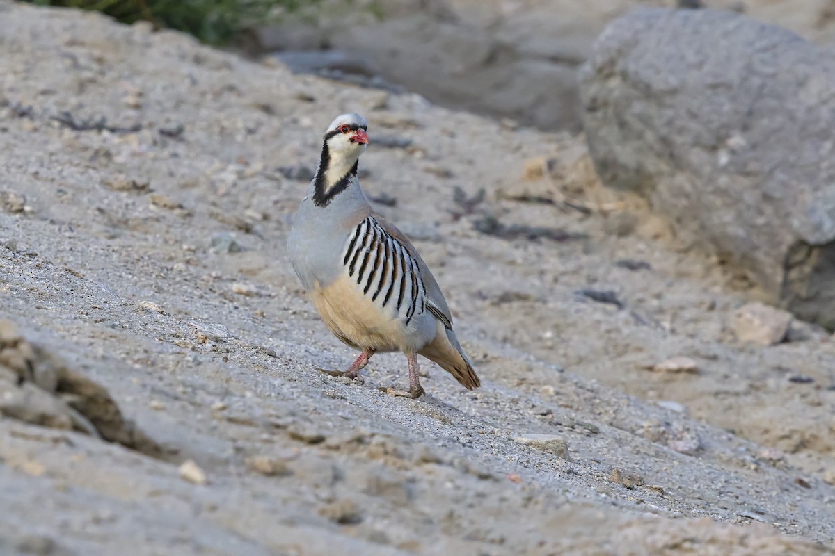 Chukar - ML639802292