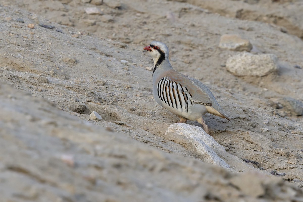 Chukar - ML639802293