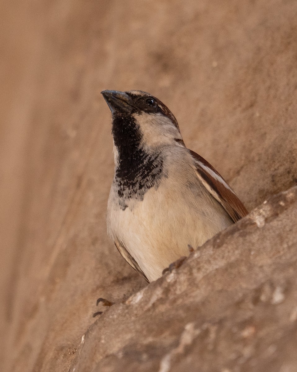 House Sparrow - ML639802294