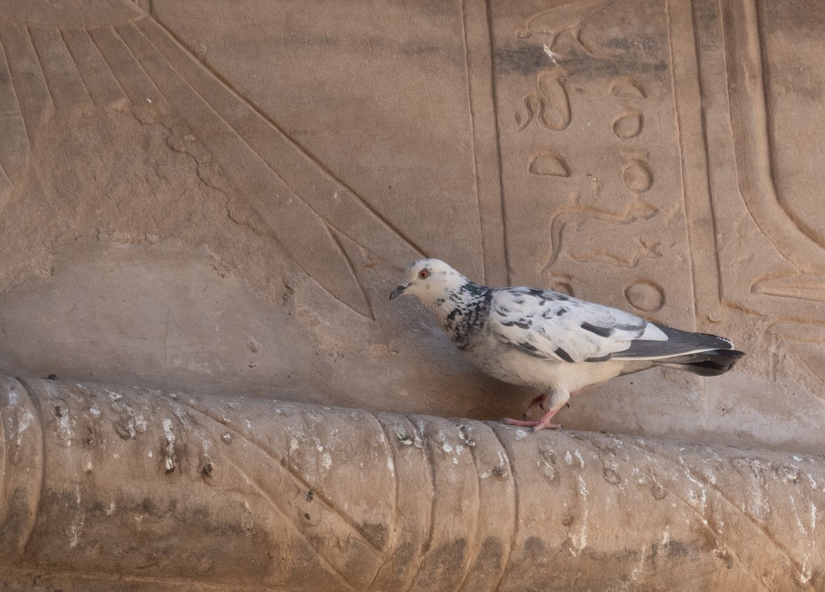 Rock Pigeon (Feral Pigeon) - ML639802296