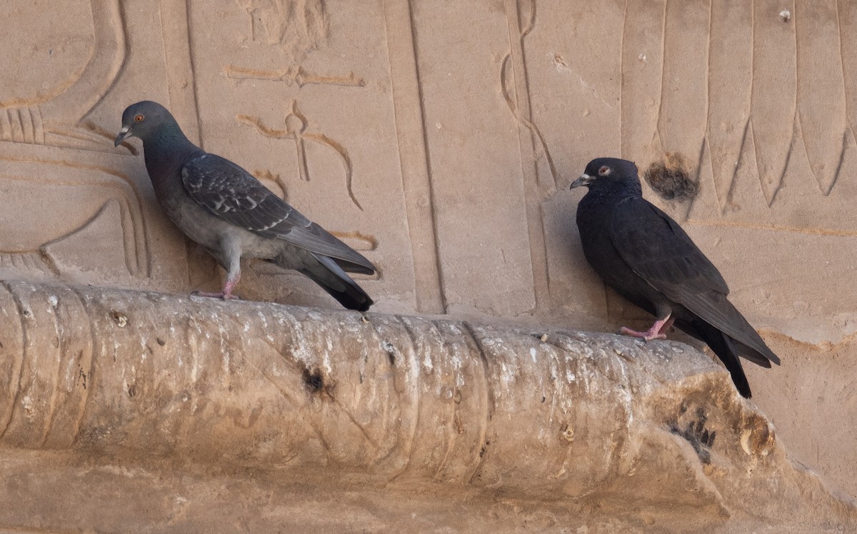 Rock Pigeon (Feral Pigeon) - ML639802297
