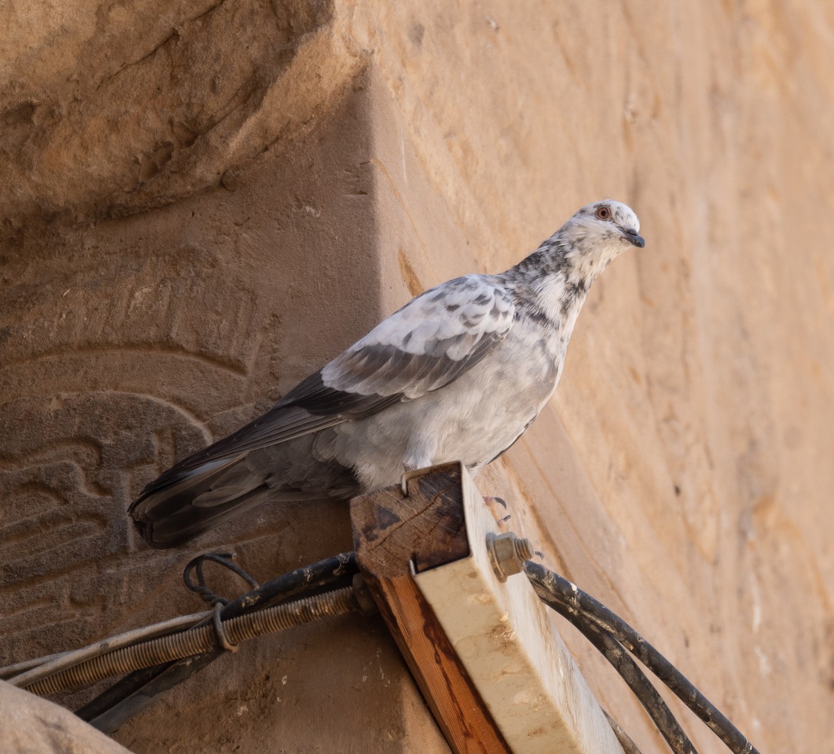 Rock Pigeon (Feral Pigeon) - ML639802298