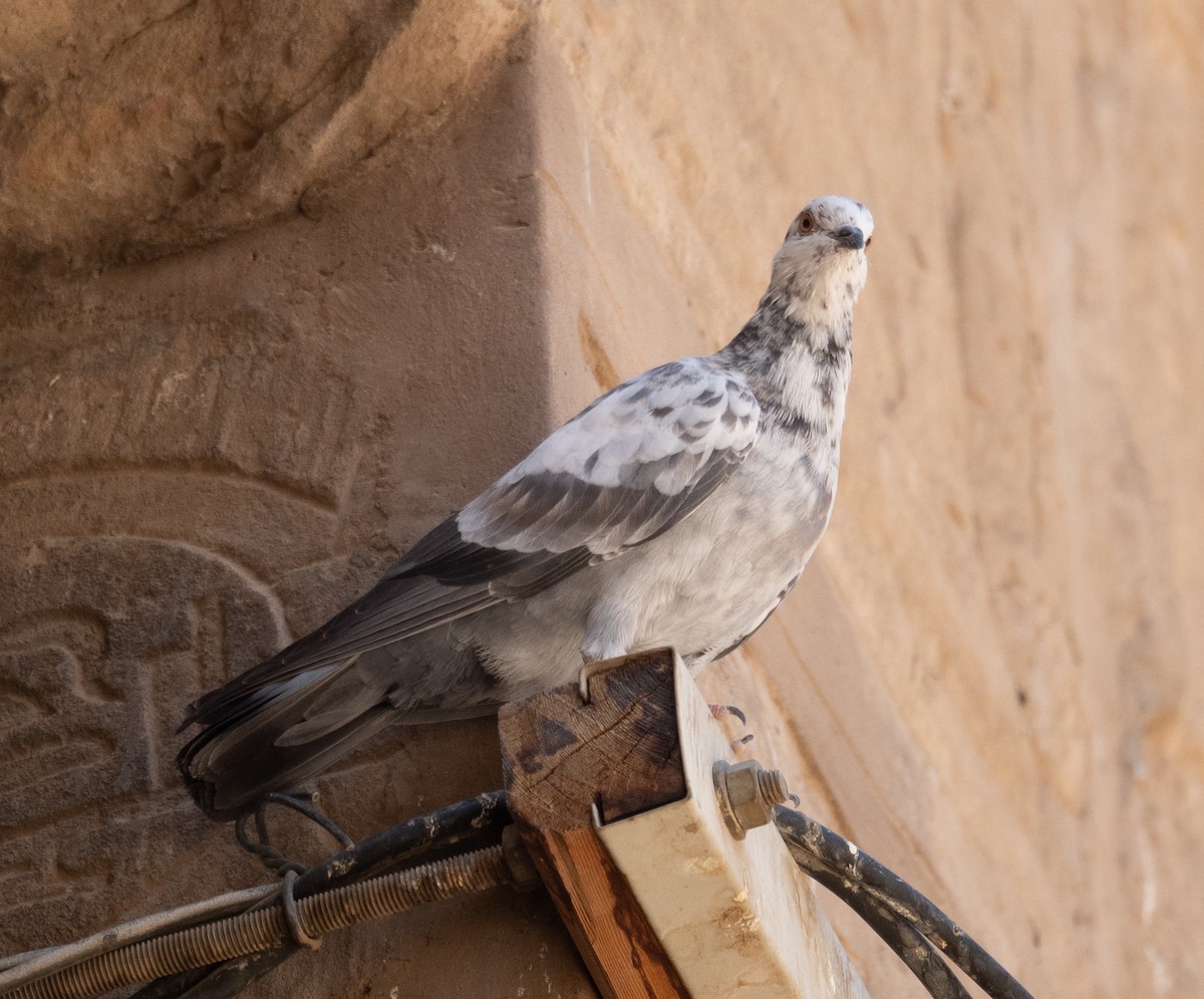 Rock Pigeon (Feral Pigeon) - ML639802299