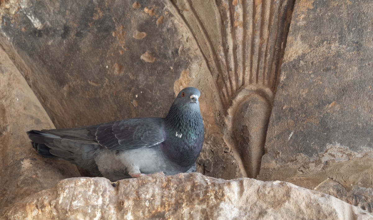 Rock Pigeon (Feral Pigeon) - ML639802301