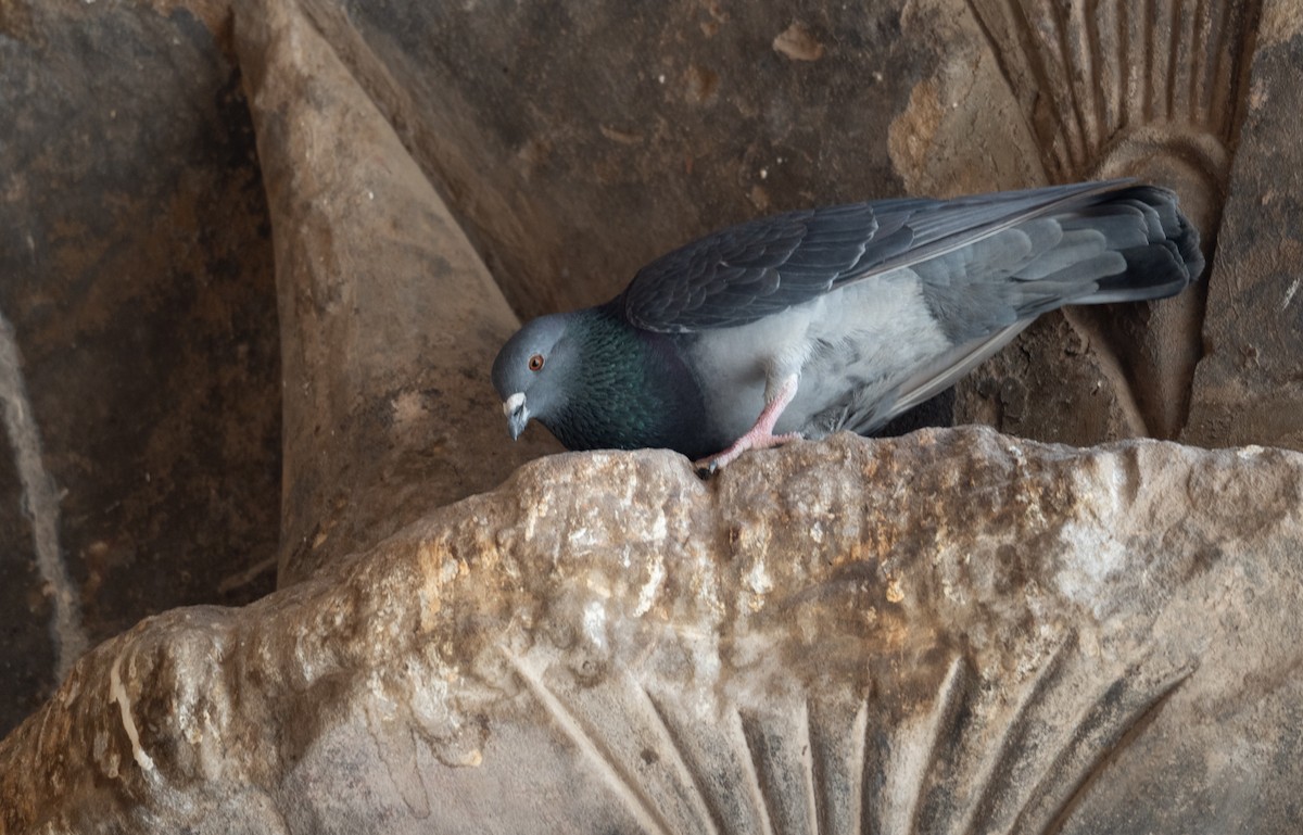 Rock Pigeon (Feral Pigeon) - ML639802303