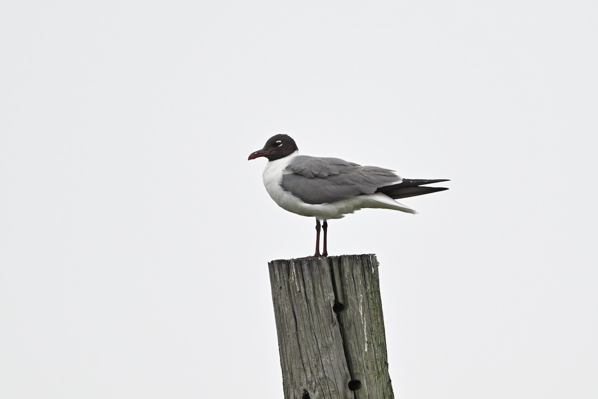 Laughing Gull - ML639802304