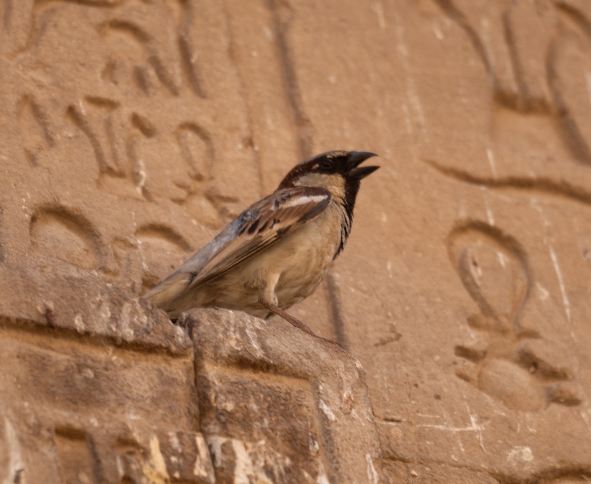 House Sparrow - ML639802307
