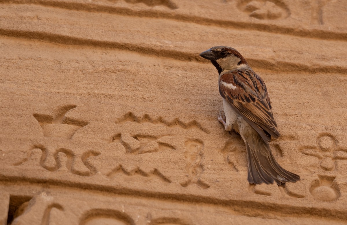 House Sparrow - ML639802308