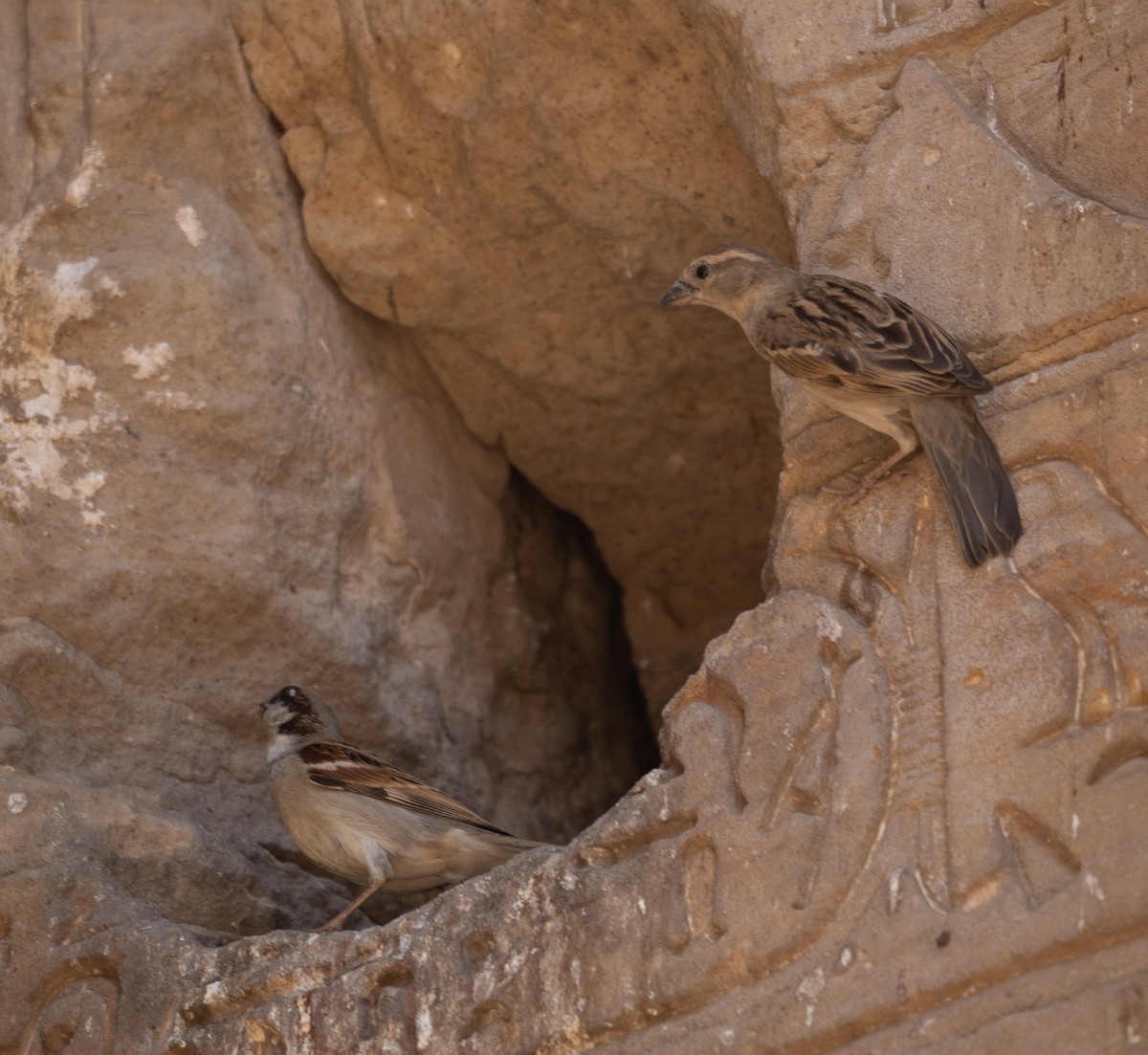 House Sparrow - ML639802309