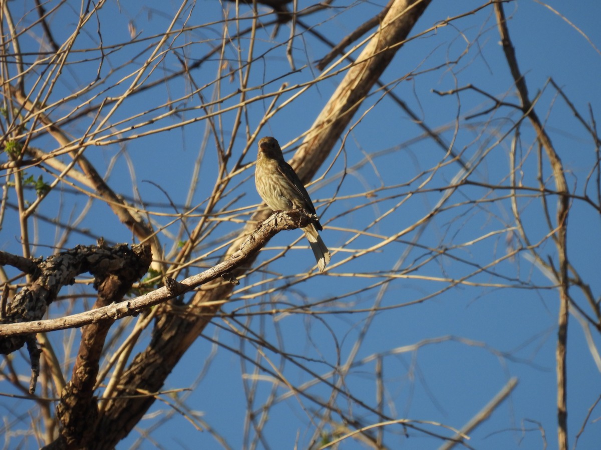 House Finch - ML639802310