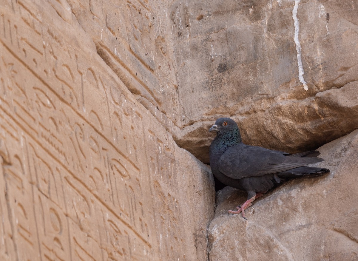 Rock Pigeon (Feral Pigeon) - ML639802311