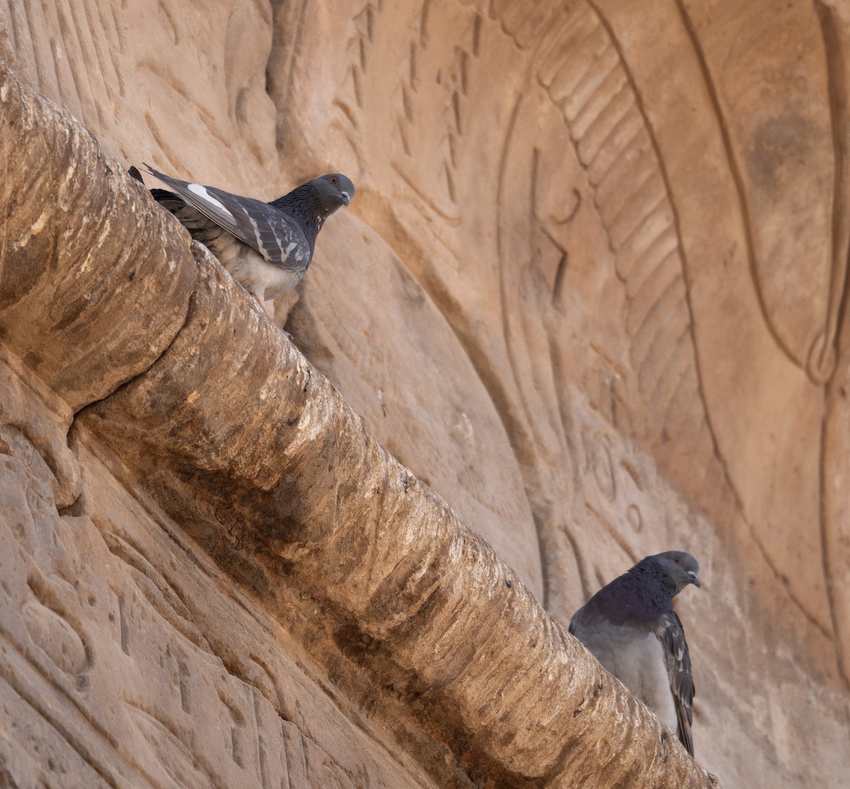 Rock Pigeon (Feral Pigeon) - ML639802312