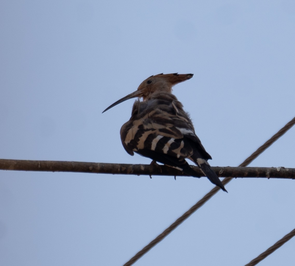 Eurasian Hoopoe - ML639802313