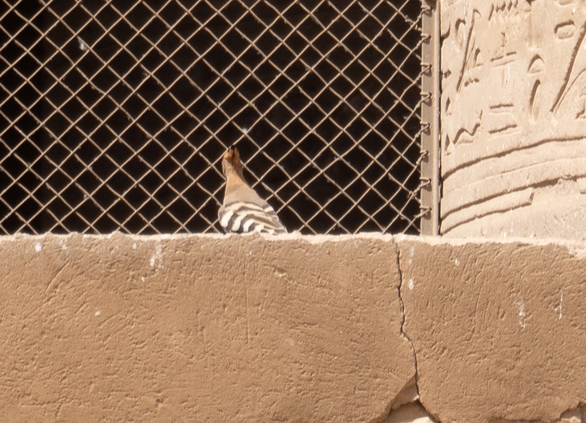 Eurasian Hoopoe - ML639802314