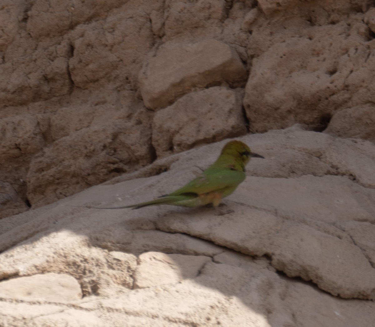 African Green Bee-eater - ML639802316