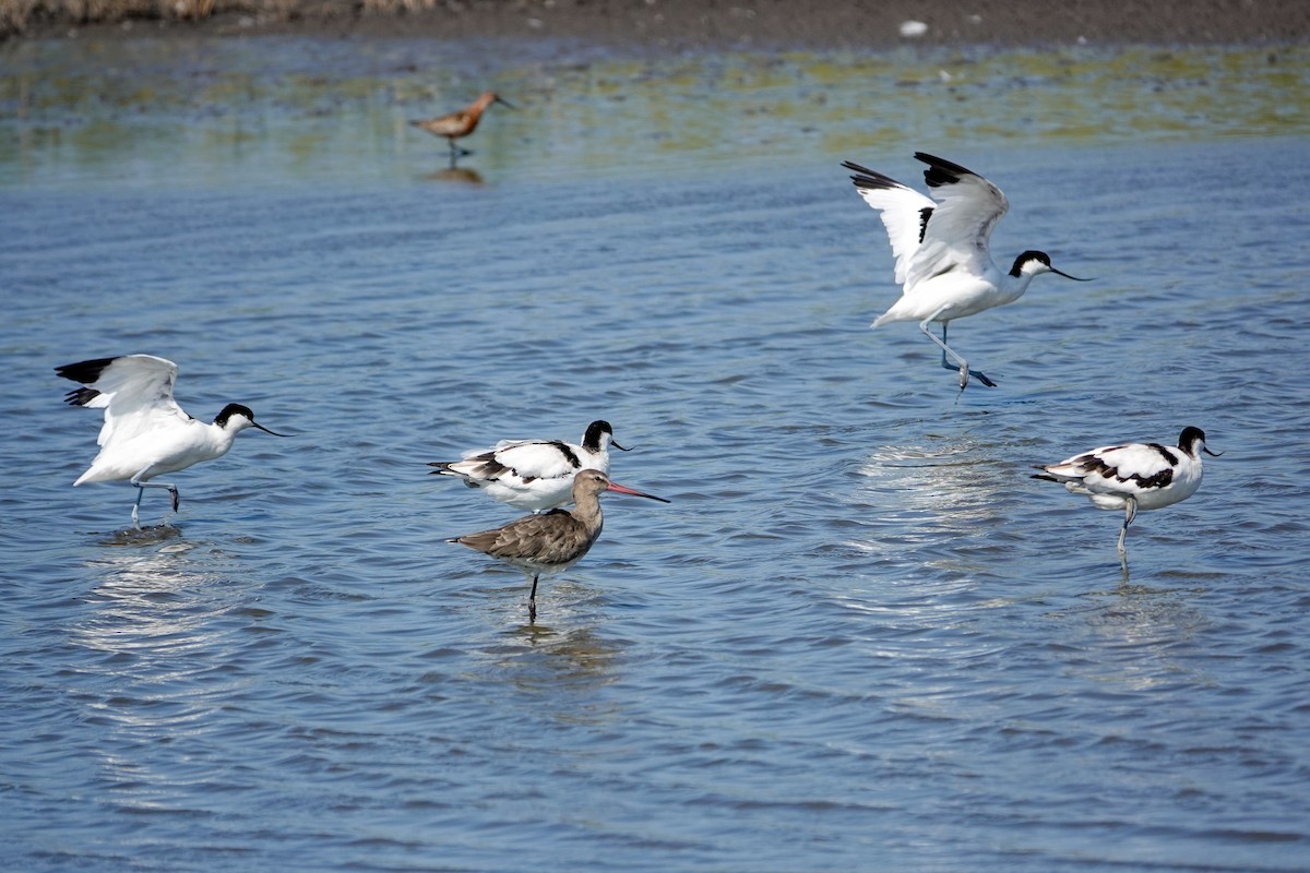Black-tailed Godwit - ML639802433