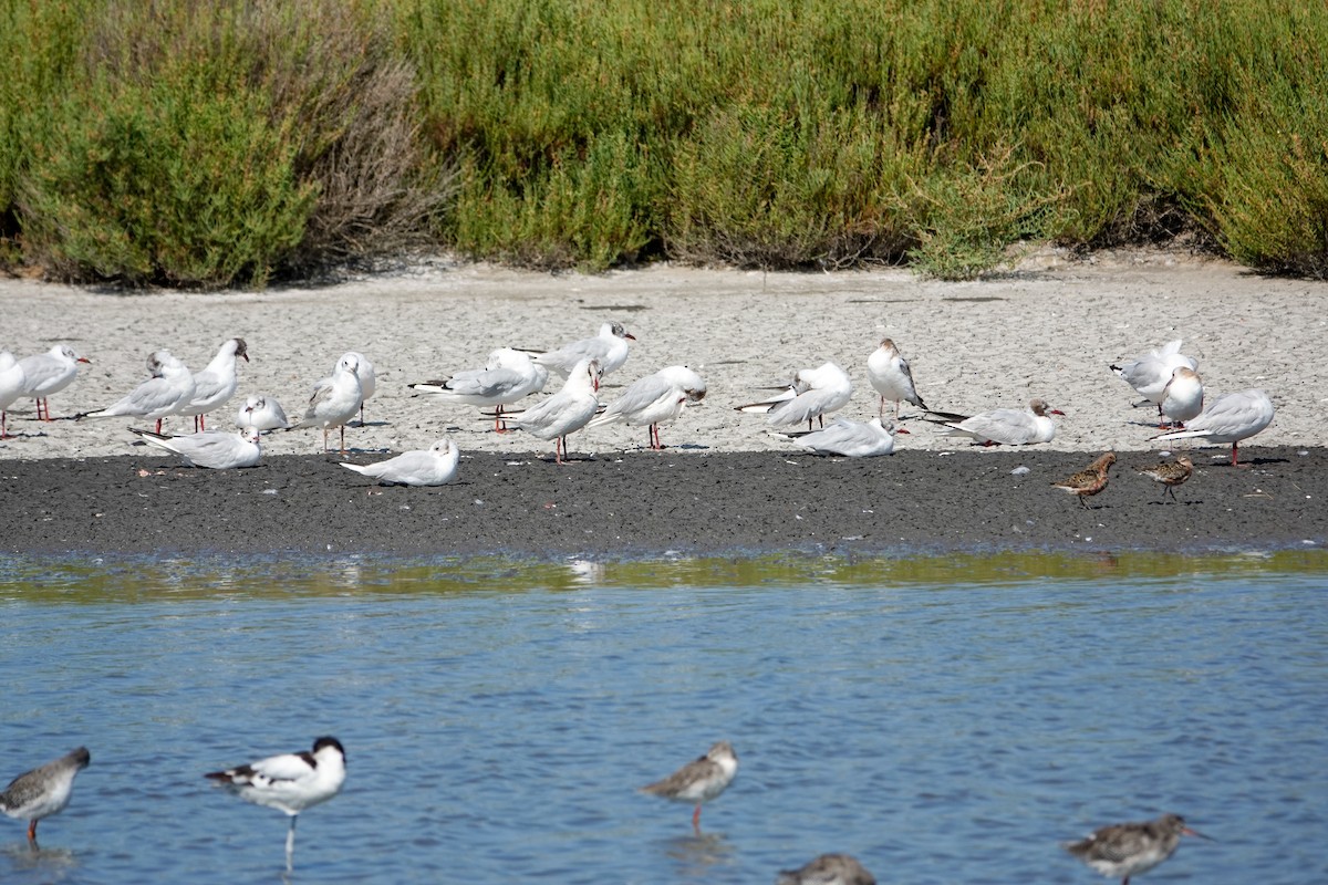Black-headed Gull - ML639802448