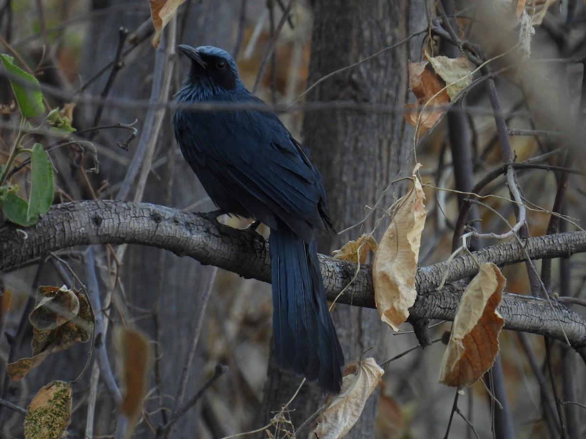 Blue Mockingbird - ML639802449