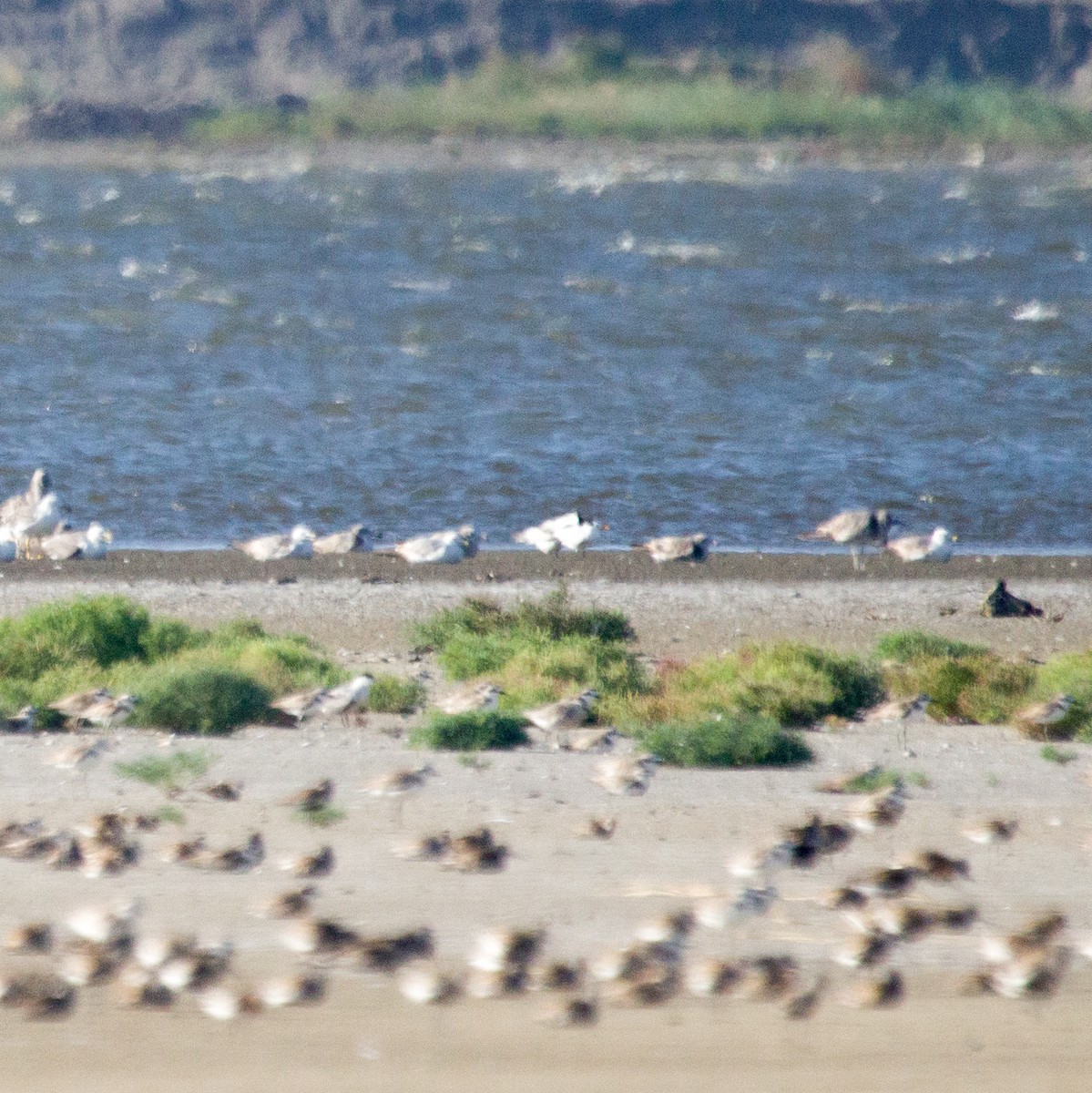 Chinese Crested Tern - ML639802457