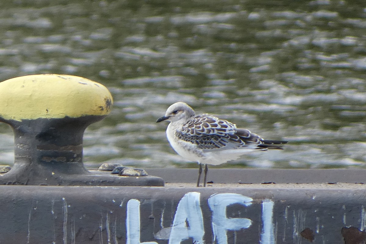 Mediterranean Gull - ML639802498