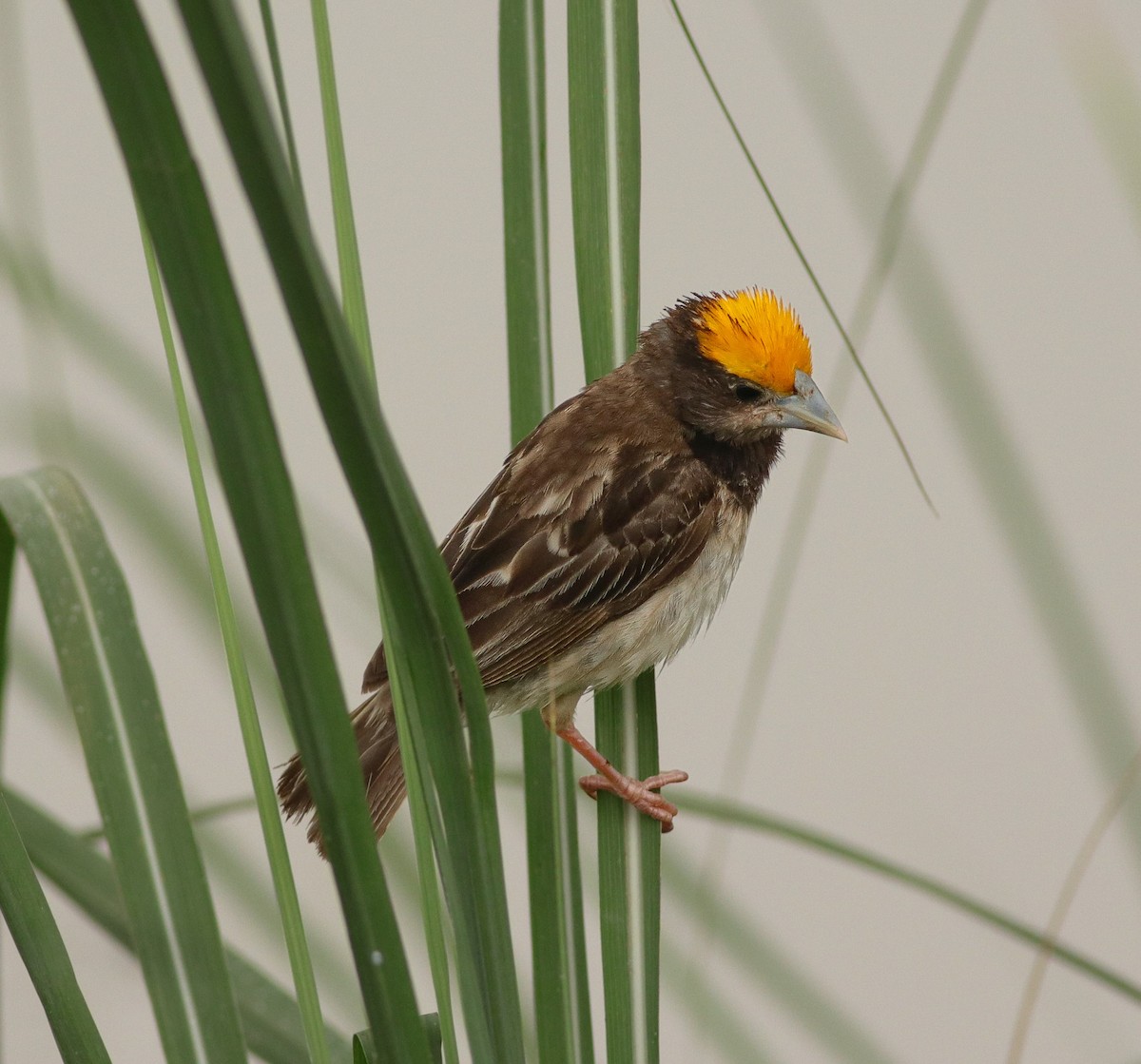 Black-breasted Weaver - ML639802518